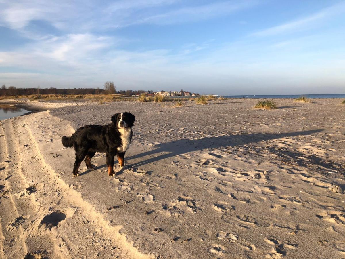 Ferienwohnung „Die Koje“ Hohwacht/Ostsee المظهر الخارجي الصورة